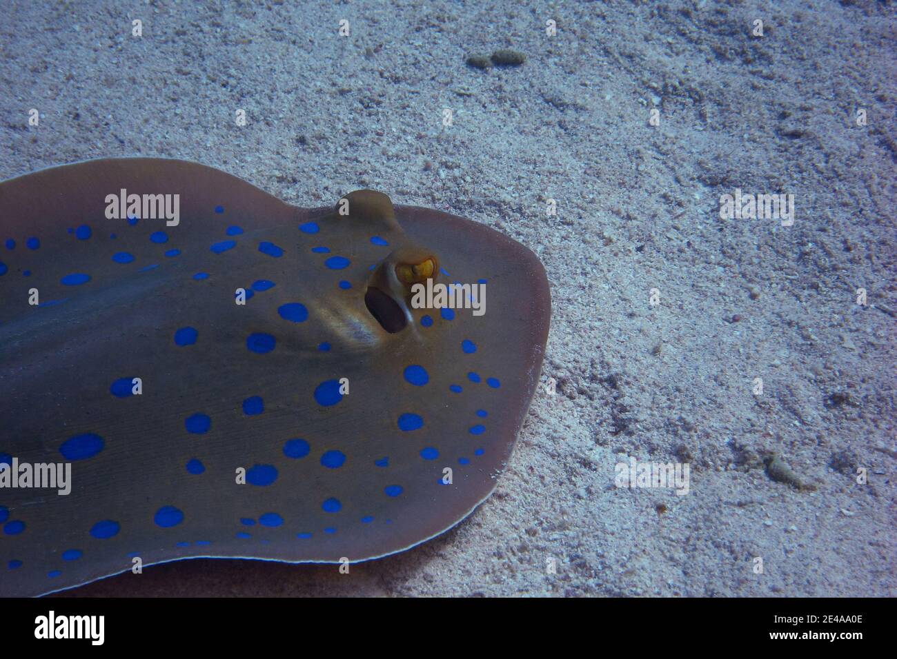 bluespotted ray auf sandigen Meeresboden Stockfoto
