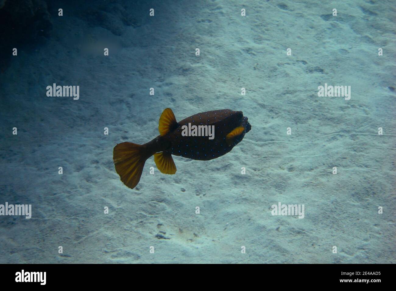 Gelbbrauner Buchsfisch auf sandigen Meeresboden Stockfoto