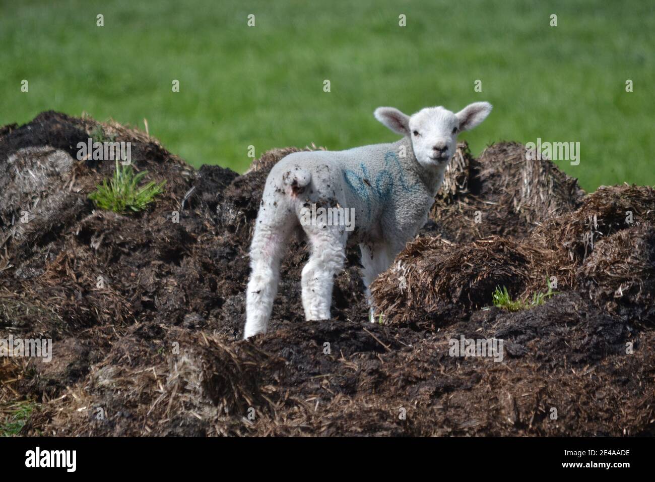 Frühlingslamm Steht Auf Dung Heap Im Bauernfeld - Yorkshire - Großbritannien Stockfoto