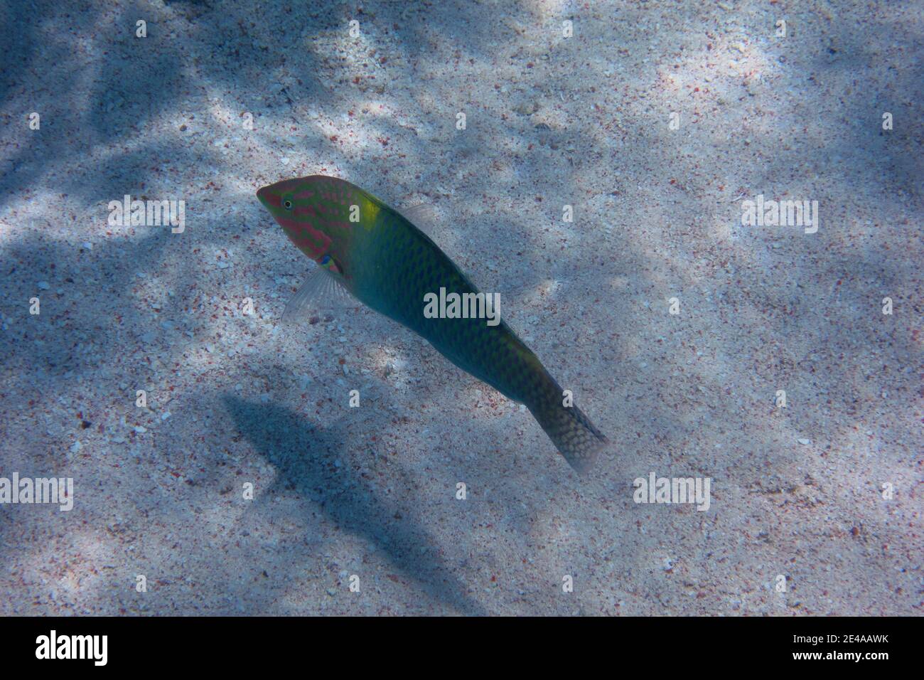 Bunte Fische auf sandigen Meeresboden Stockfoto