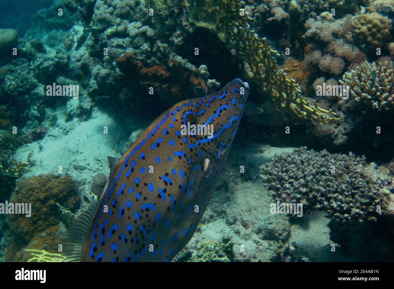 Bunte Filefish am Korallenriff aus der Nähe Stockfoto