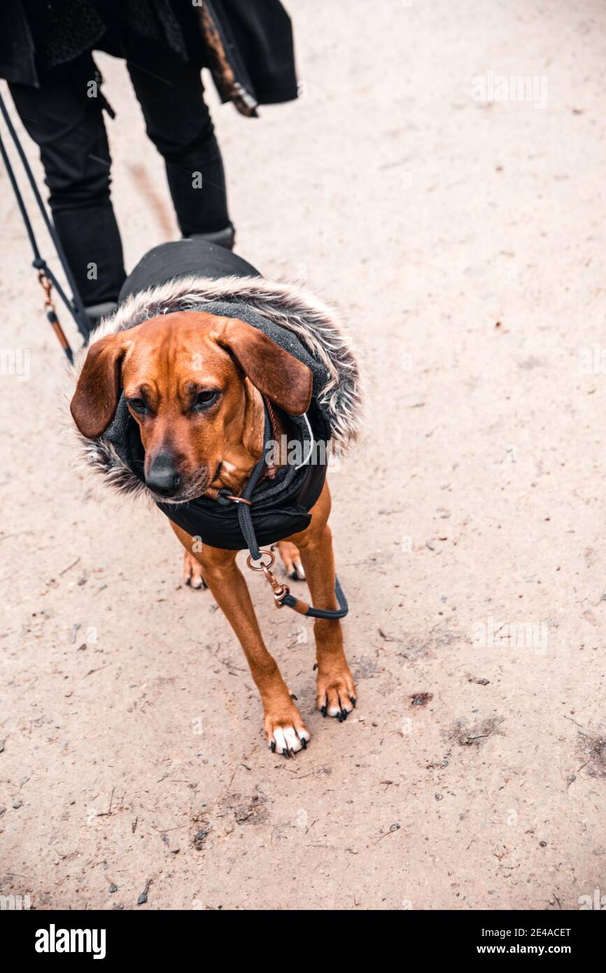 Brauner Hund im Mantel an der Leine im Freien Stockfoto