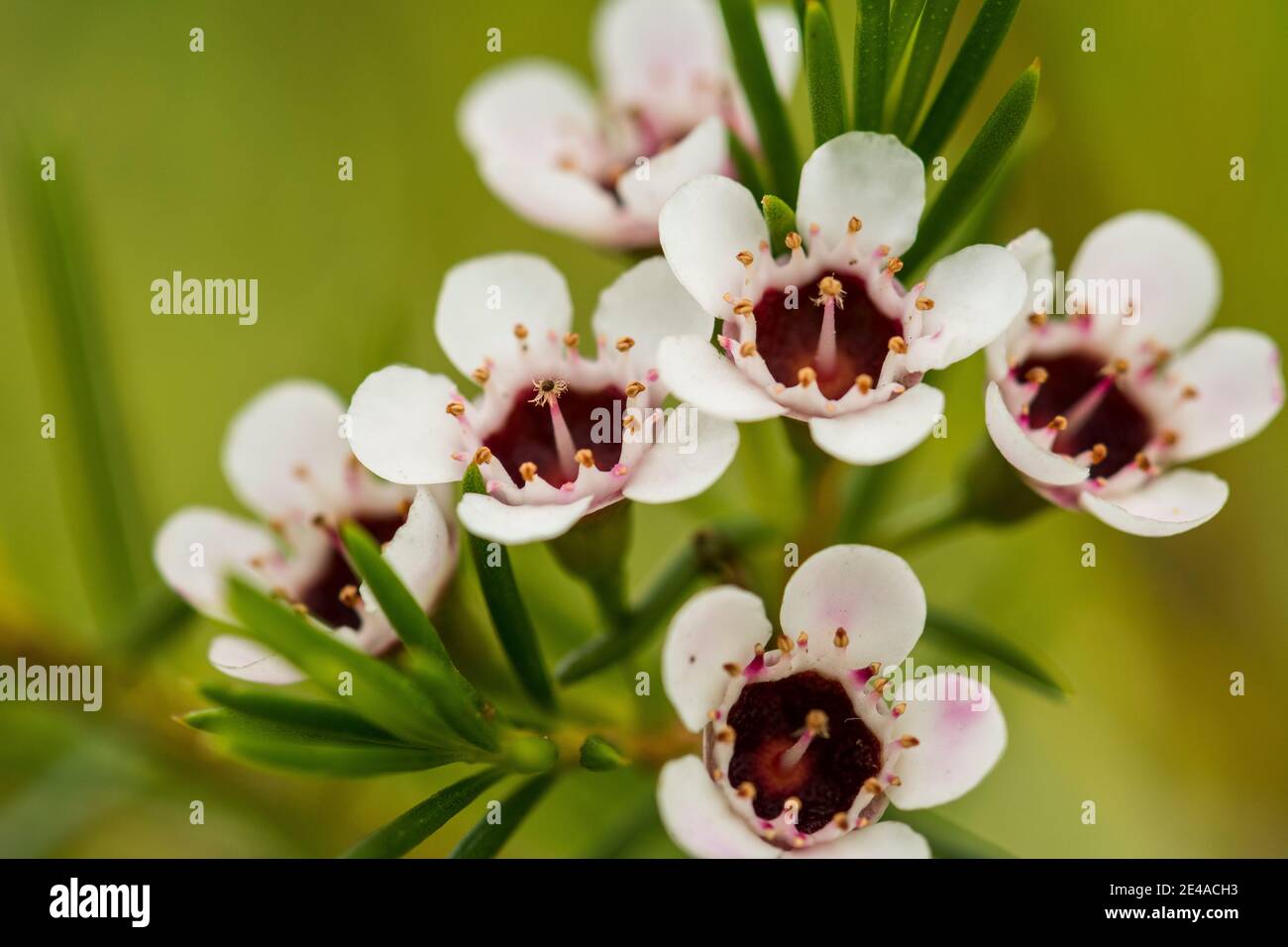 Manuka Flower Stockfotos und bilder Kaufen Alamy
