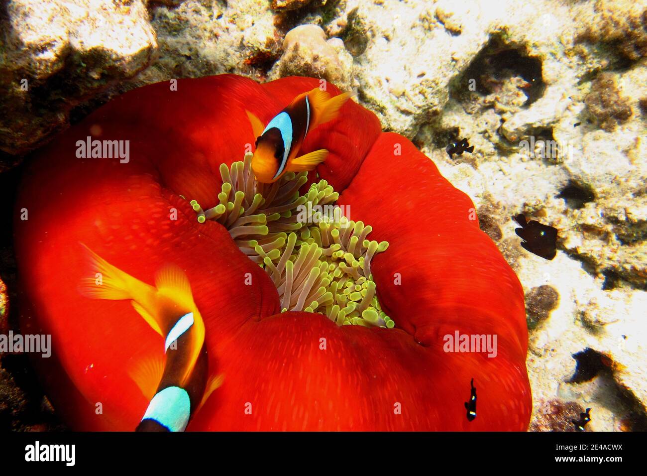 Rote Anemone mit Anemonefischen im Roten Meer Stockfoto