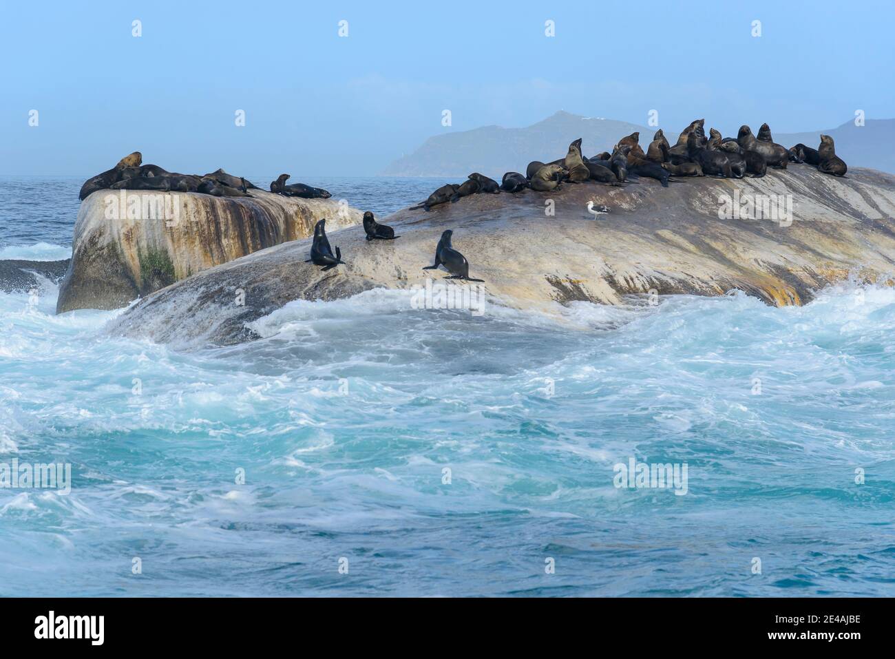 Südafrikanische Pelzrobbe (Arctocephalus pusillus pusillus), Kolonie von Seehunden auf Felsen im Meer, False Bay, Simons Town, Südafrika, Indischer Ozean Stockfoto