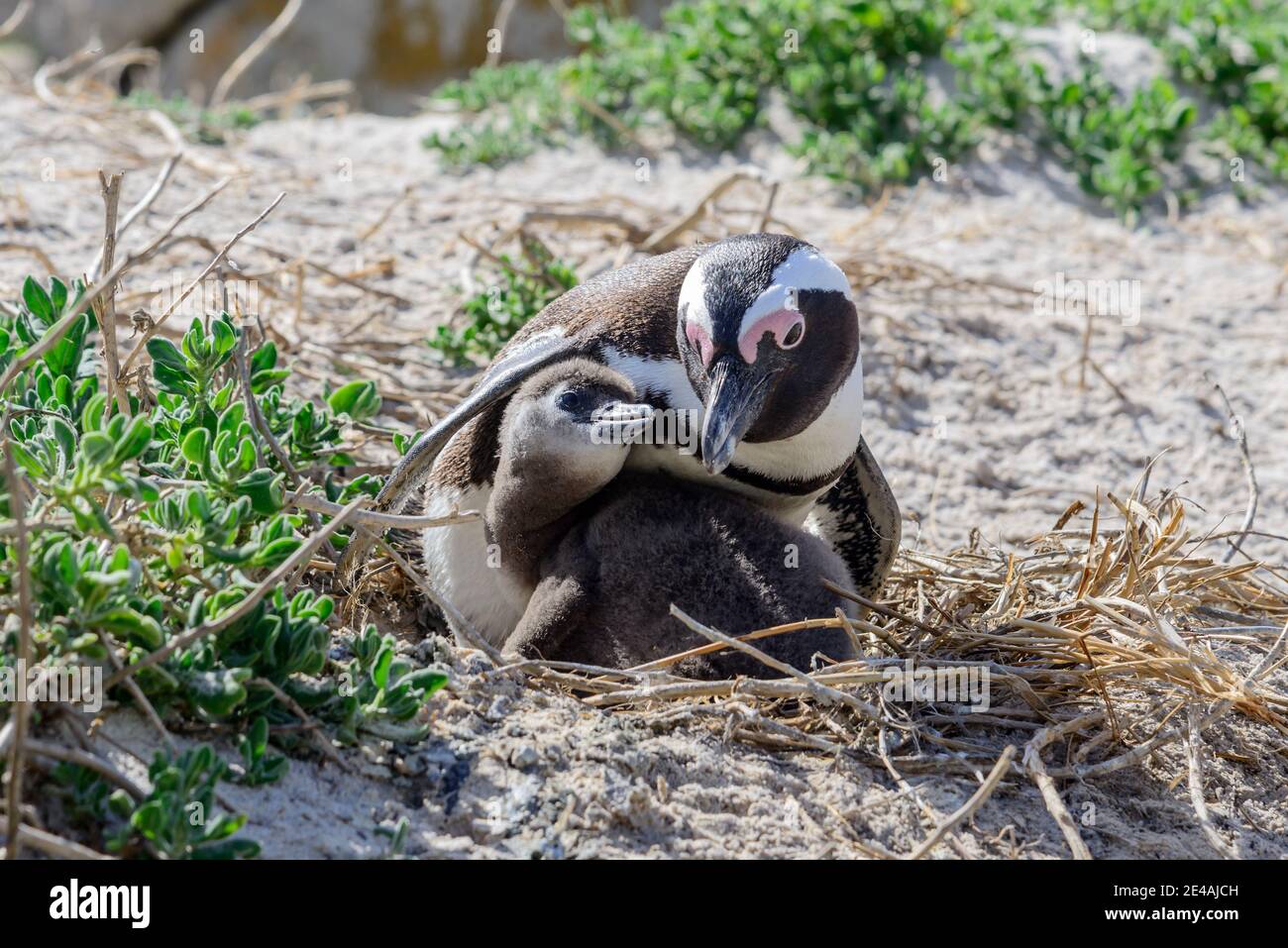 Afrikanische Pinguin (Spheniscus demersus) kümmert sich um die Brut, Boulders Beach oder Boulders Bay, Simons Town, Südafrika, Indischer Ozean Stockfoto