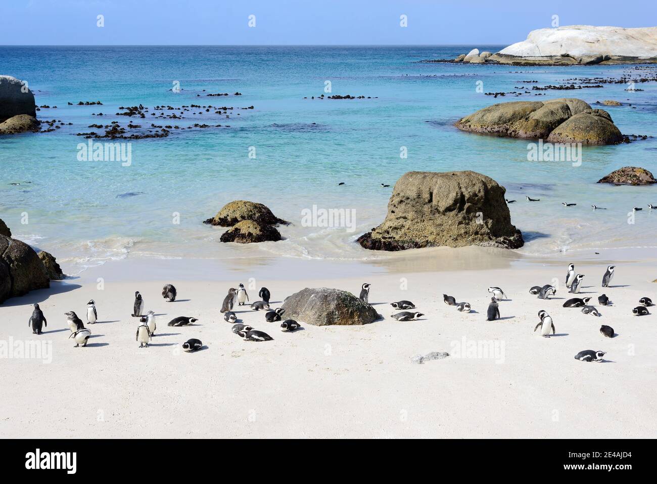 Kolonie afrikanischer Pinguine (Spheniscus demersus) am Strand, Boulders Beach oder Boulders Bay, Simons Town, Südafrika, Indischer Ozean Stockfoto