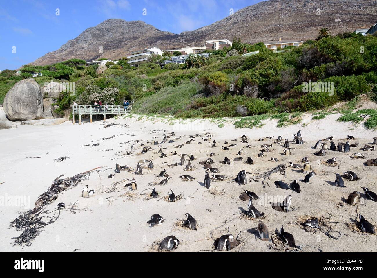 Kolonie afrikanischer Pinguine (Spheniscus demersus) am Nistplatz am Strand, Boulders Beach oder Boulders Bay, Simons Town, Südafrika, Indischer Ozean Stockfoto