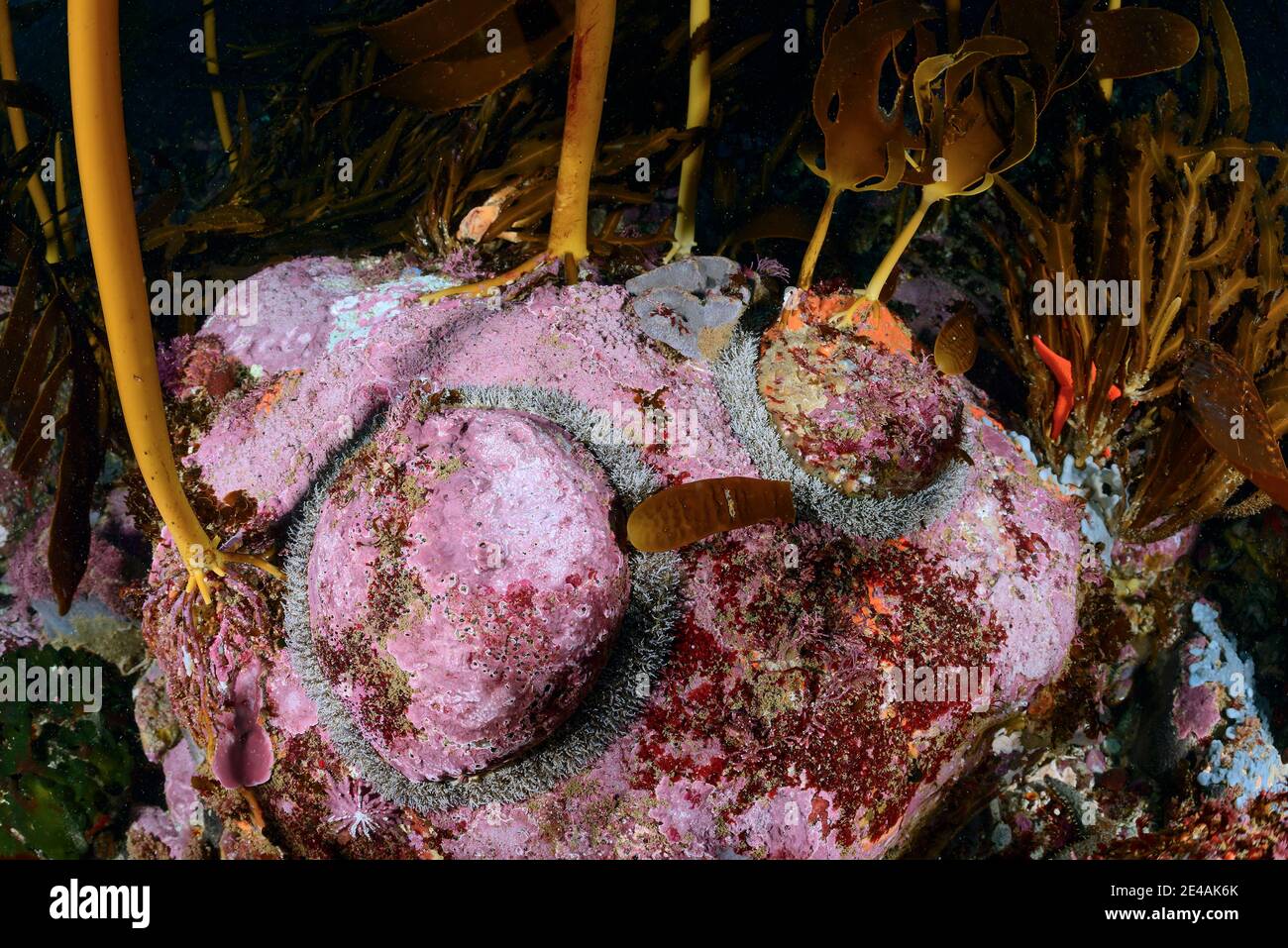 Südafrikanische Abalone-Schnecke (Haliotis midae) endemische Abalone, False Bay, Simons Town, Südafrika, Indischer Ozean Stockfoto