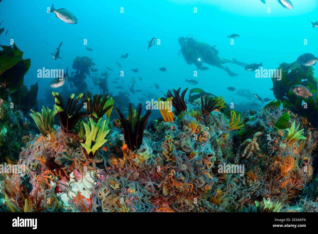 Korallenriff mit brüchigen Sternen, Crinoidea (Klasse) und Federsternen Ophiuroidea (Klasse) und Tauchern, False Bay, Simons Town, Südafrika, Indischer Ozean Stockfoto