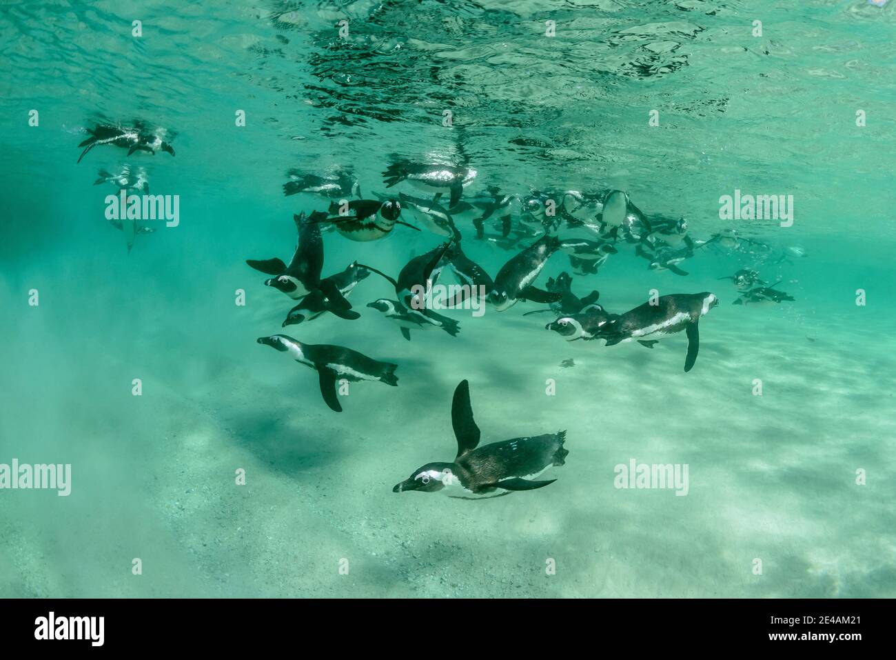 Tauchen Afrikanische Pinguine (Spheniscus demersus), Port Elizabeth, St Croix Island, Algoa Bay, Nelson Mandela Bay, Südafrika, Indischer Ozean Stockfoto