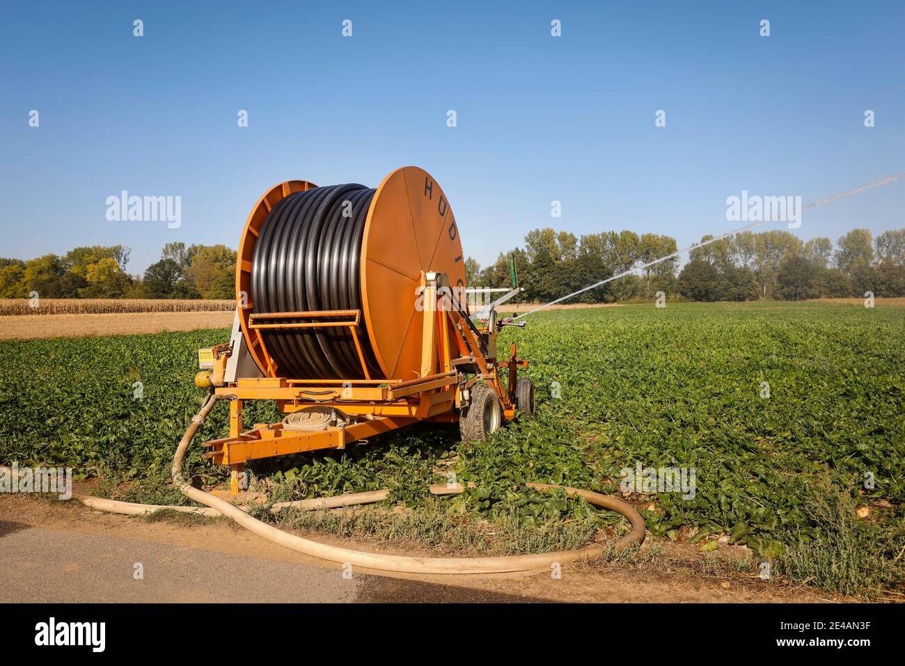 Inden, Nordrhein-Westfalen, Deutschland - Rübenfeld wird bei Trockenheit bewässert. Stockfoto