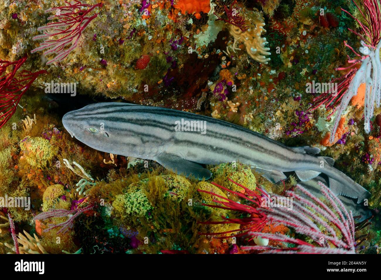 Pajama-Dogfish oder gestreifter Dogfish (Poroderma africanum), Port Elizabeth, Algoa Bay, Nelson Mandela Bay, Südafrika, Indischer Ozean Stockfoto