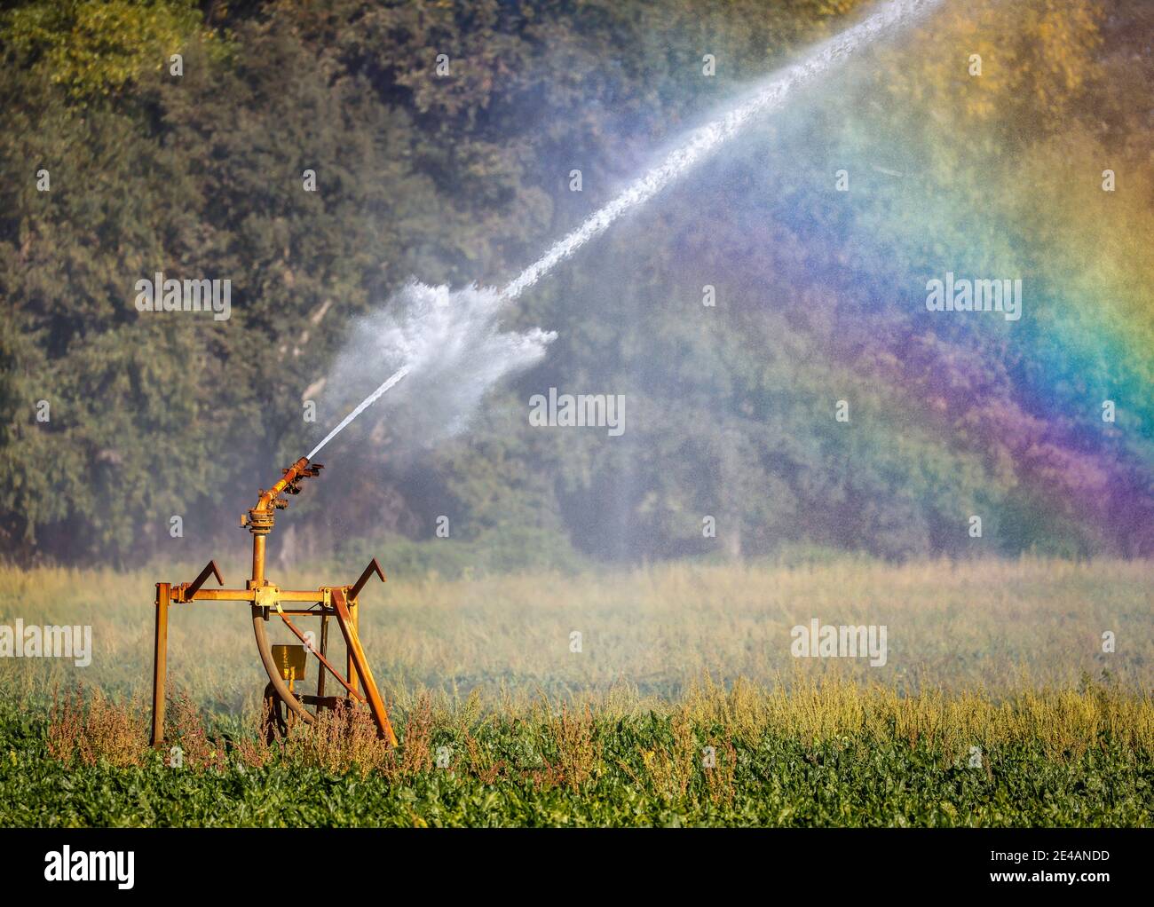 Inden, Nordrhein-Westfalen, Deutschland - Rübenfeld wird bei Trockenheit bewässert. Stockfoto
