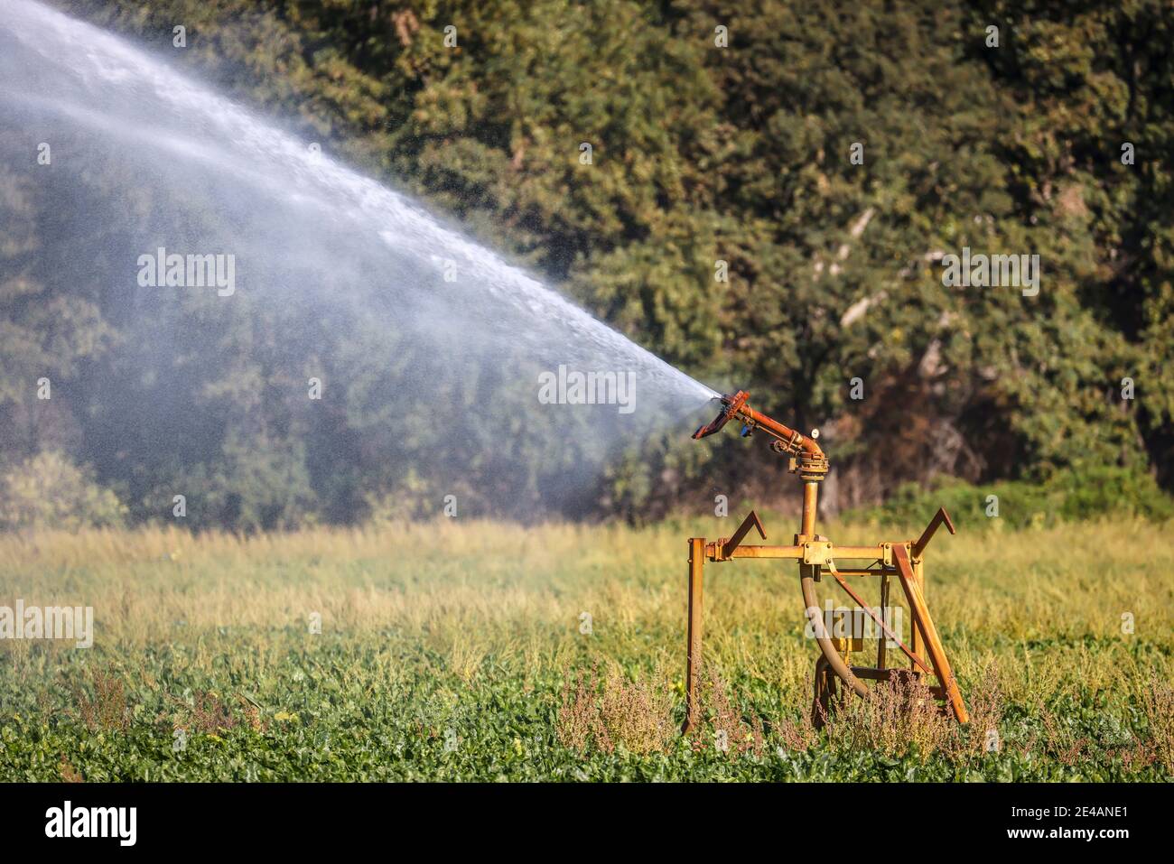 Inden, Nordrhein-Westfalen, Deutschland - Rübenfeld wird bei Trockenheit bewässert. Stockfoto
