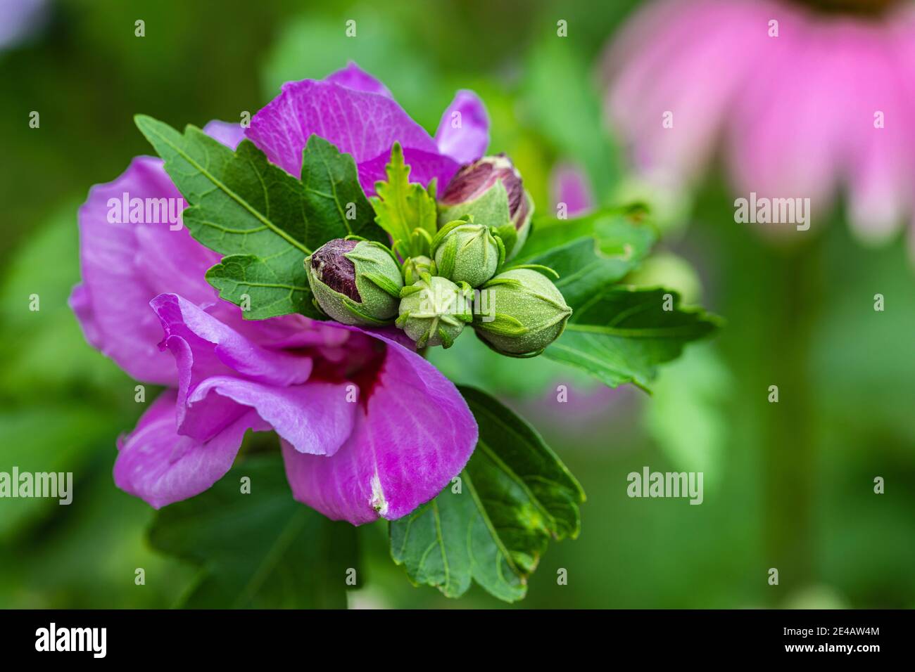 Hibiskus, Rosenhack, Blüten Stockfoto