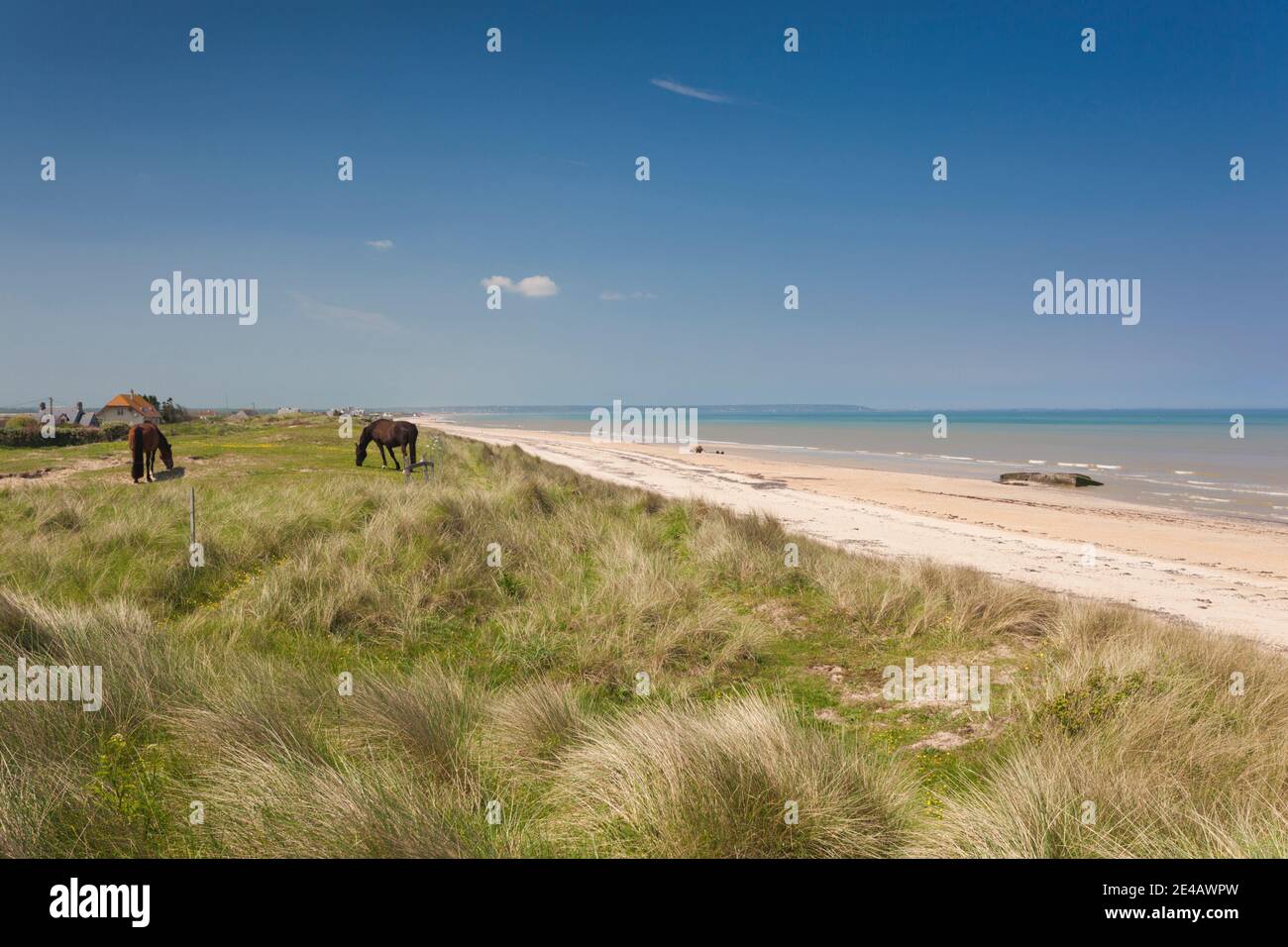 Pferde grasen am Strand, Utah Beach, Sainte-Marie-du-Mont, D-Day Beaches Area, Manche, Normandie, Frankreich Stockfoto