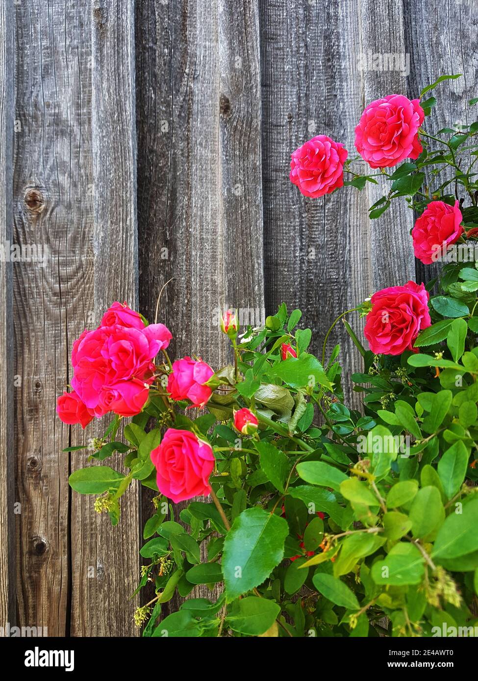 Rote Rosen an der Holzwand Stockfoto