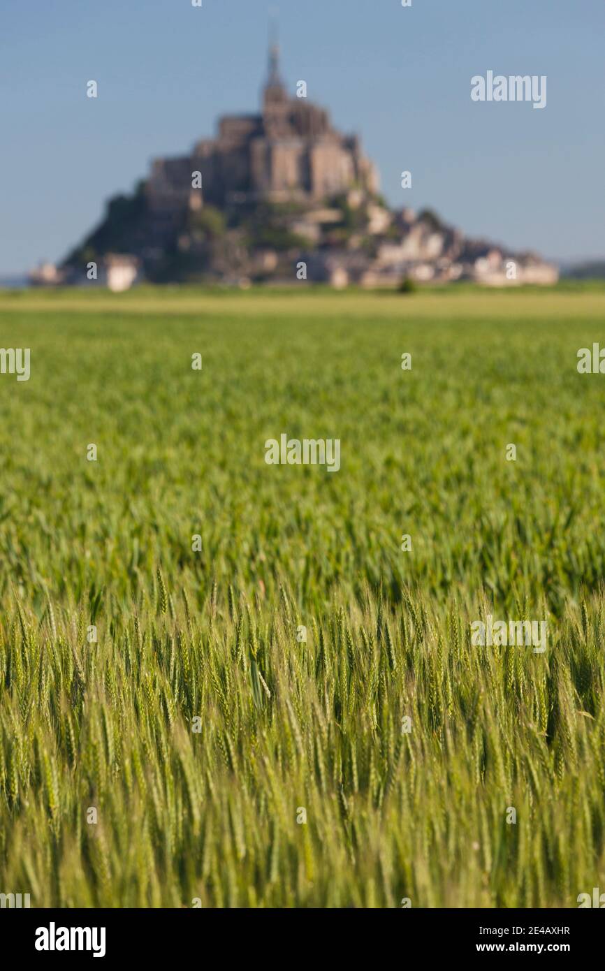 Gras im Feld mit Mont Saint-Michel im Hintergrund, Manche, Normandie, Frankreich Stockfoto