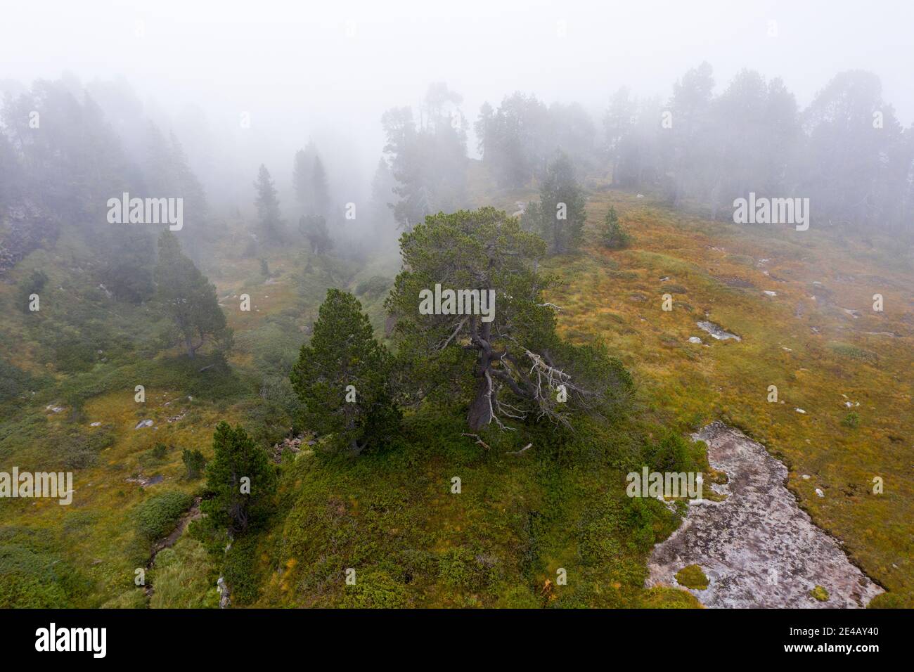 Moorlandschaft mit Bergkiefern im Nebel Stockfoto