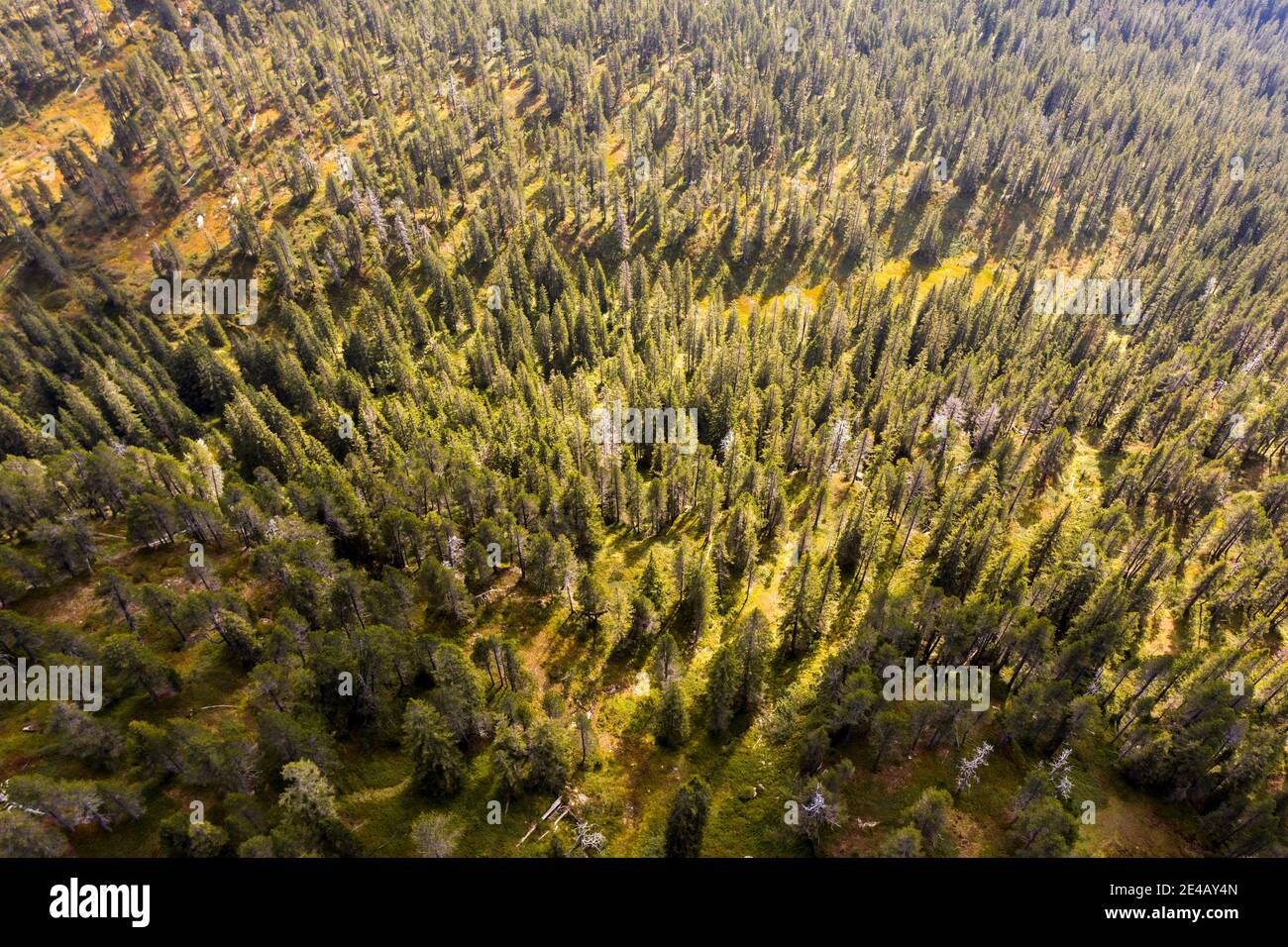 Heller Tannenwald von oben im Sonnenlicht, Herbstfarben Stockfoto