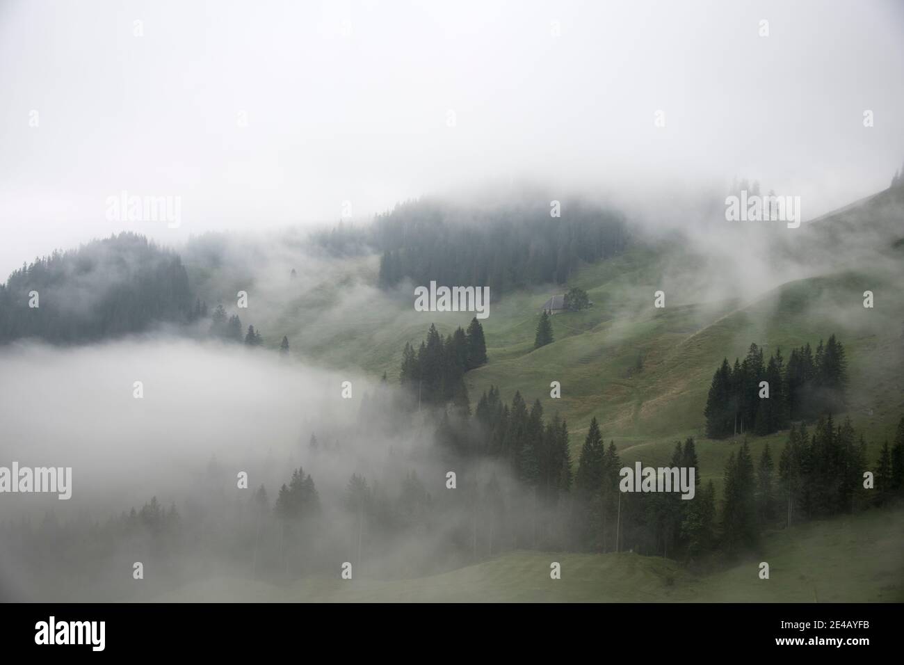 Alp mit Tannenwald und Nebel Stockfoto