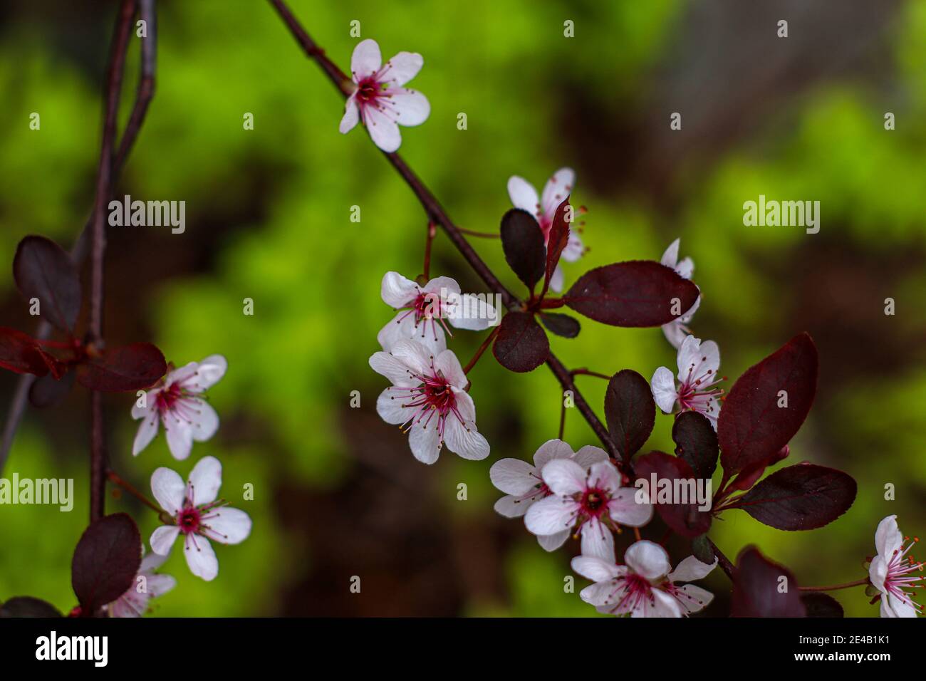 Schöne Frühlingsschau der Blätter und der Blumen In den Wald Stockfoto