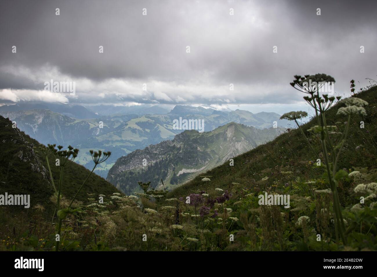 Voralpen mit bewölktem Himmel, blühender Wiese Stockfoto