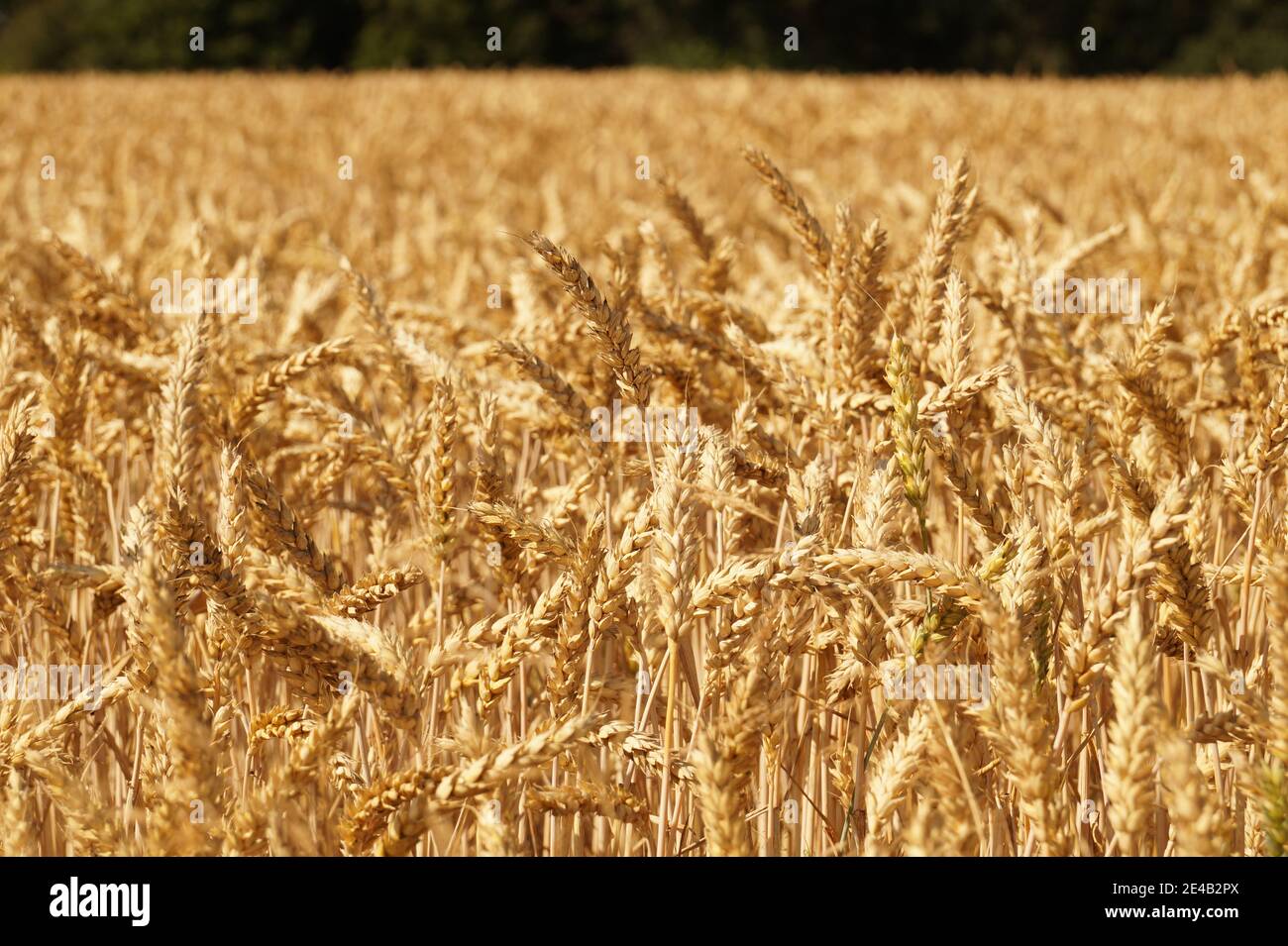 Farm, Zeit für die Ernte. Reife Ähren aus Weizen. Stockfoto