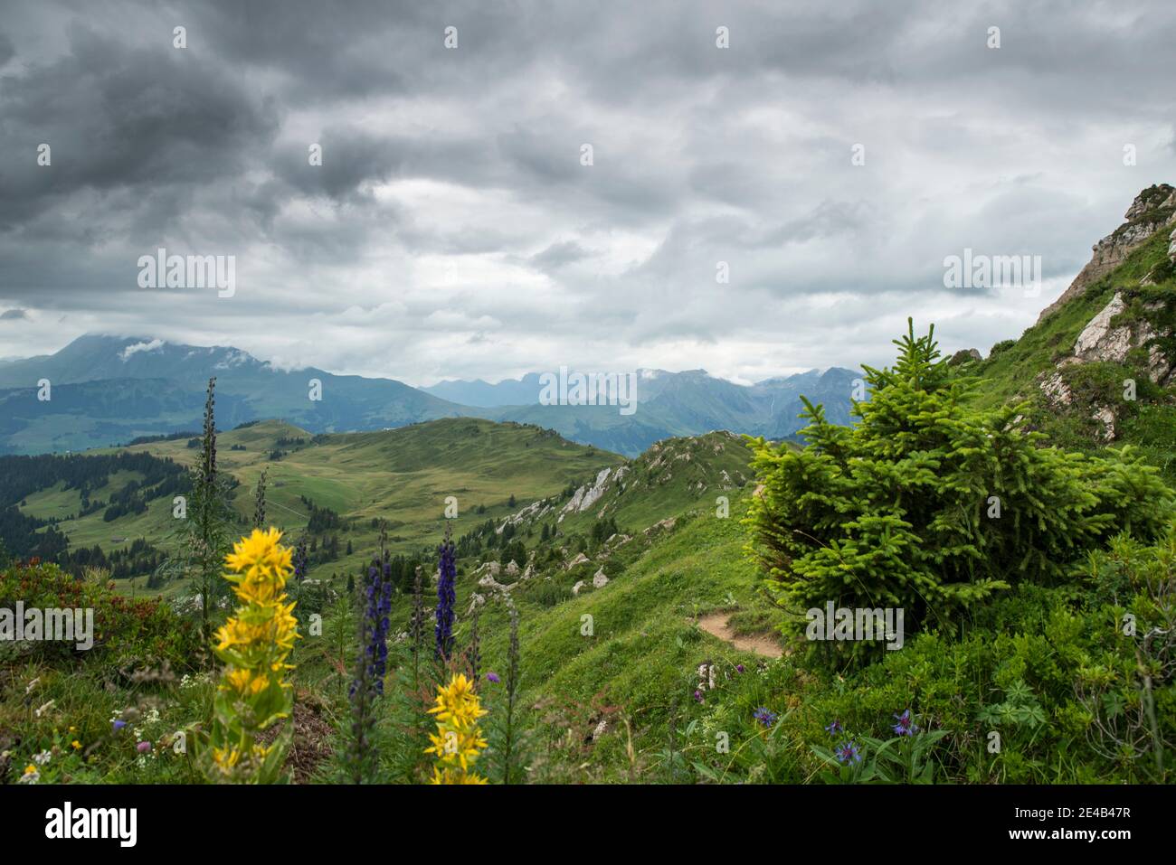 Bergblumen am Weg, kleine Tanne, regnerisch Stockfoto