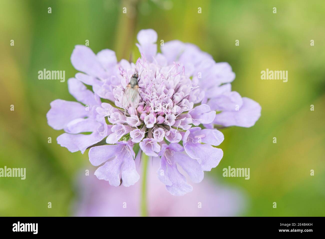 Scabiosa, einzelne Blume, pastellviolett Stockfoto