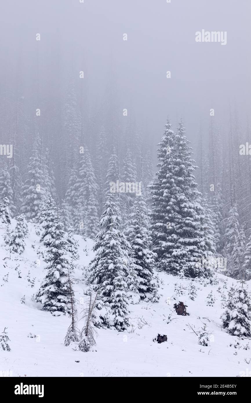 Winterlandschaft mit verschneiten Kiefernwäldern in Wolf Creek Pass, Colorado Stockfoto