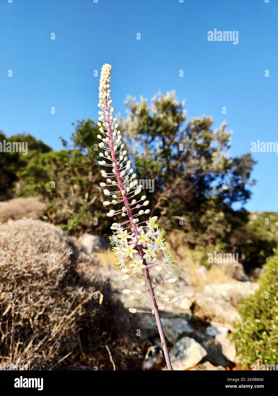 Die weiße Meereszwiebel (Drimia maritima) Ist eine im Mittelmeer heimische Pflanzenart Stockfoto