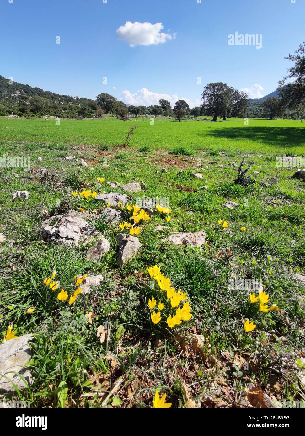 Der Goldkrokus (Crocus flavus) ist eine Art der Gattung Crocus (Crocus). Almen in Zentralgriechenland. Stockfoto