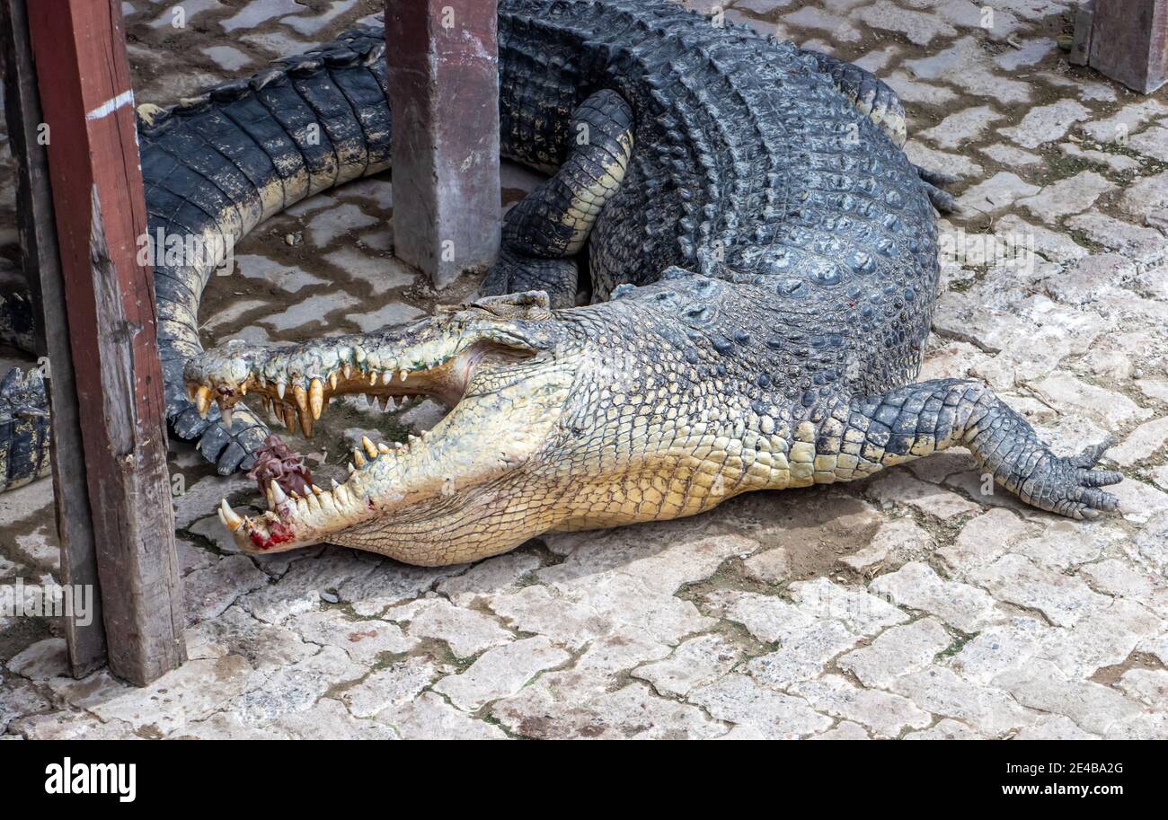 Ein Krokodil, das sich um eine Stange gedreht hat, isst Fleisch. Stockfoto