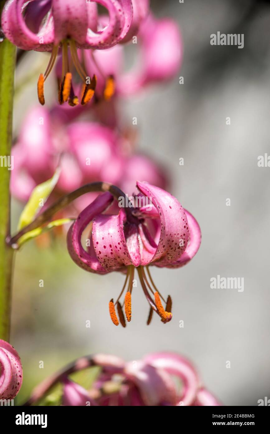 Türkische Lilie, einzelne Blume Stockfoto