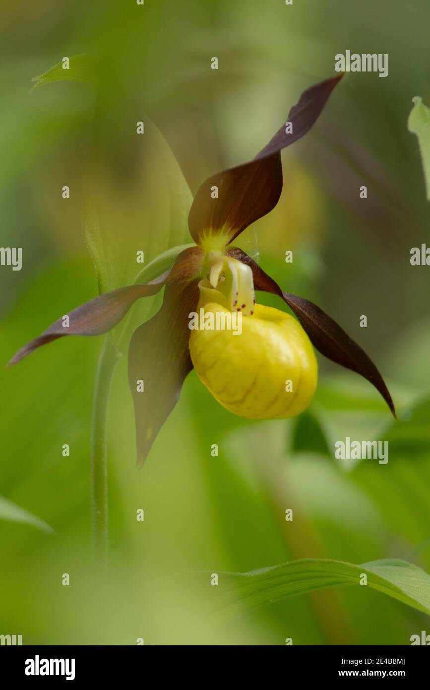 Native Lady's Slipper Orchidee Stockfoto