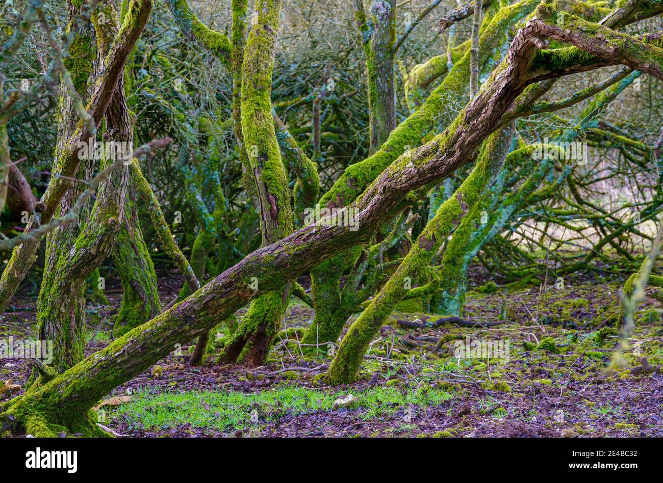 Alte Bäume und Sträucher, die mit leuchtend grünen Flechten bedeckt sind, leuchten In der Winternachmittagssonne Stockfoto