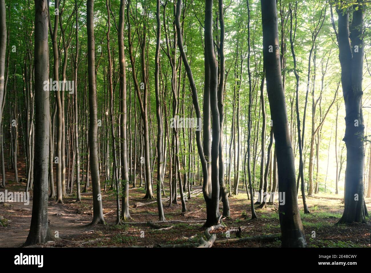 Buchenwälder auf dem Hochuferweg im Nationalpark Jasmund, UNESCO-Weltkulturerbe, Rügeninsel, Ostsee, Mecklenburg-Vorpommern, Deutschland Stockfoto