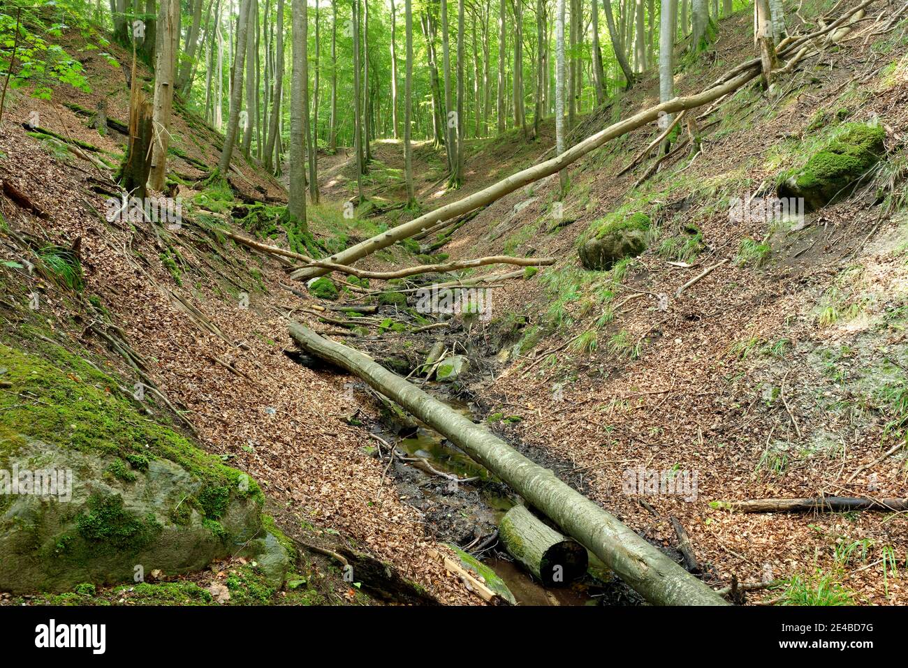Buchenwälder auf dem Hochuferweg im Nationalpark Jasmund, UNESCO-Weltkulturerbe, Rügeninsel, Ostsee, Mecklenburg-Vorpommern, Deutschland Stockfoto