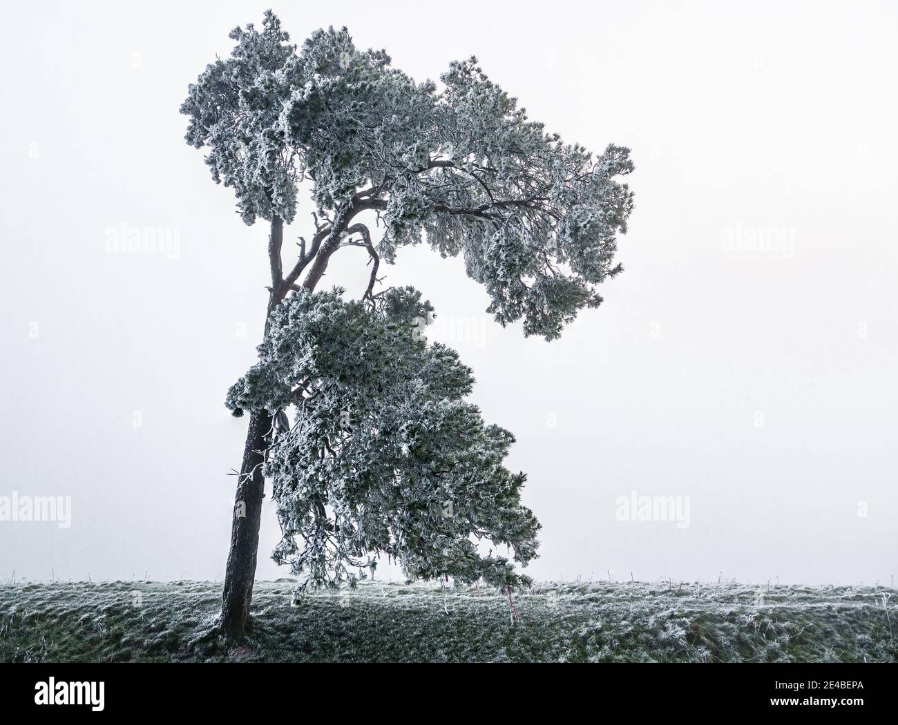 Eine einone schottenkiefer, die mit windigen Frost bedeckt ist und sich gegen einen tiefen Nebel aus dem Pewsey Vale Valley, Martinsell Hill, Wiltshire, North Wessex Downs AONB stellt Stockfoto