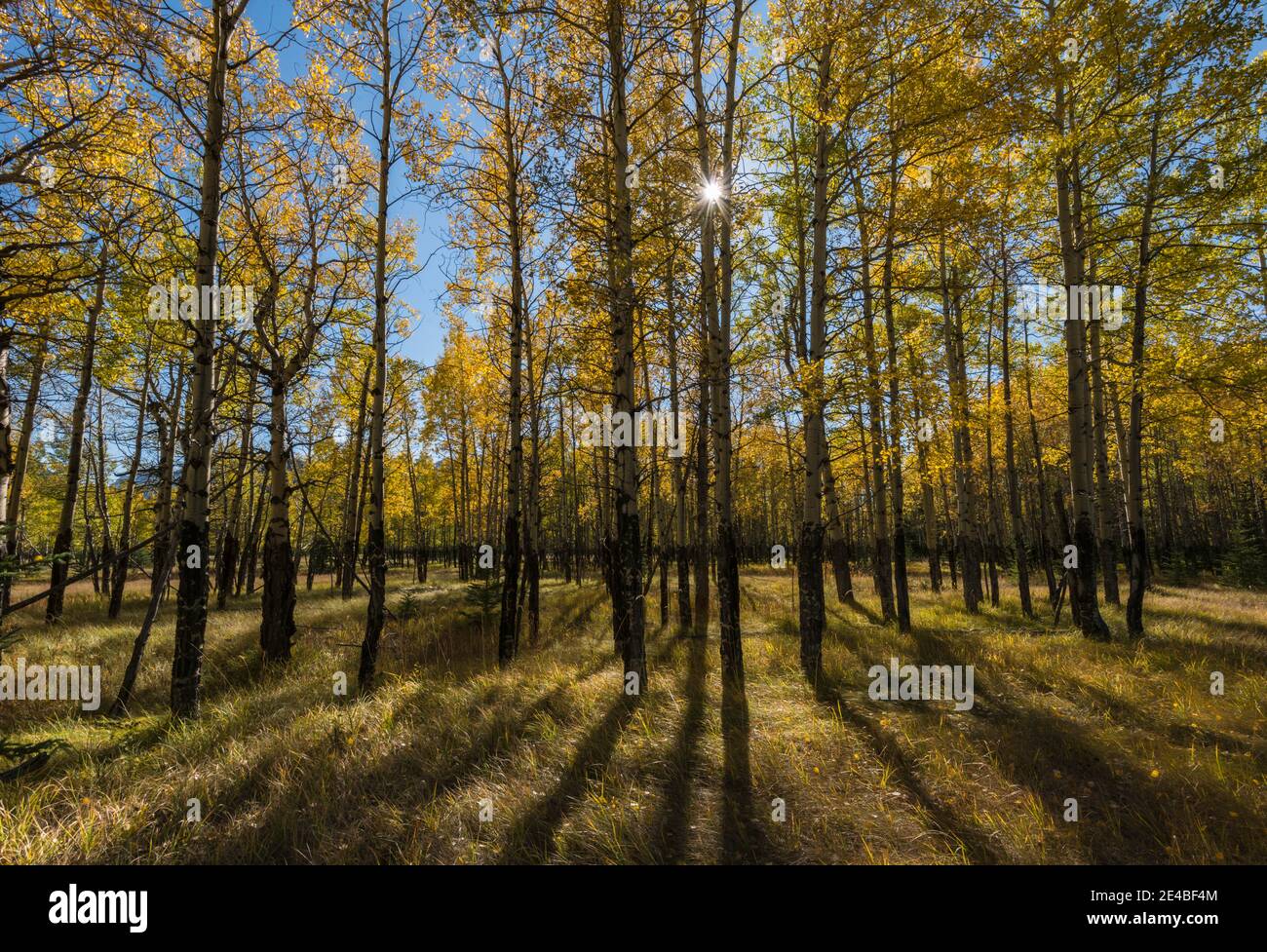 Aspen Bäume im Herbst, Banff National Park, Alberta, Kanada Stockfoto