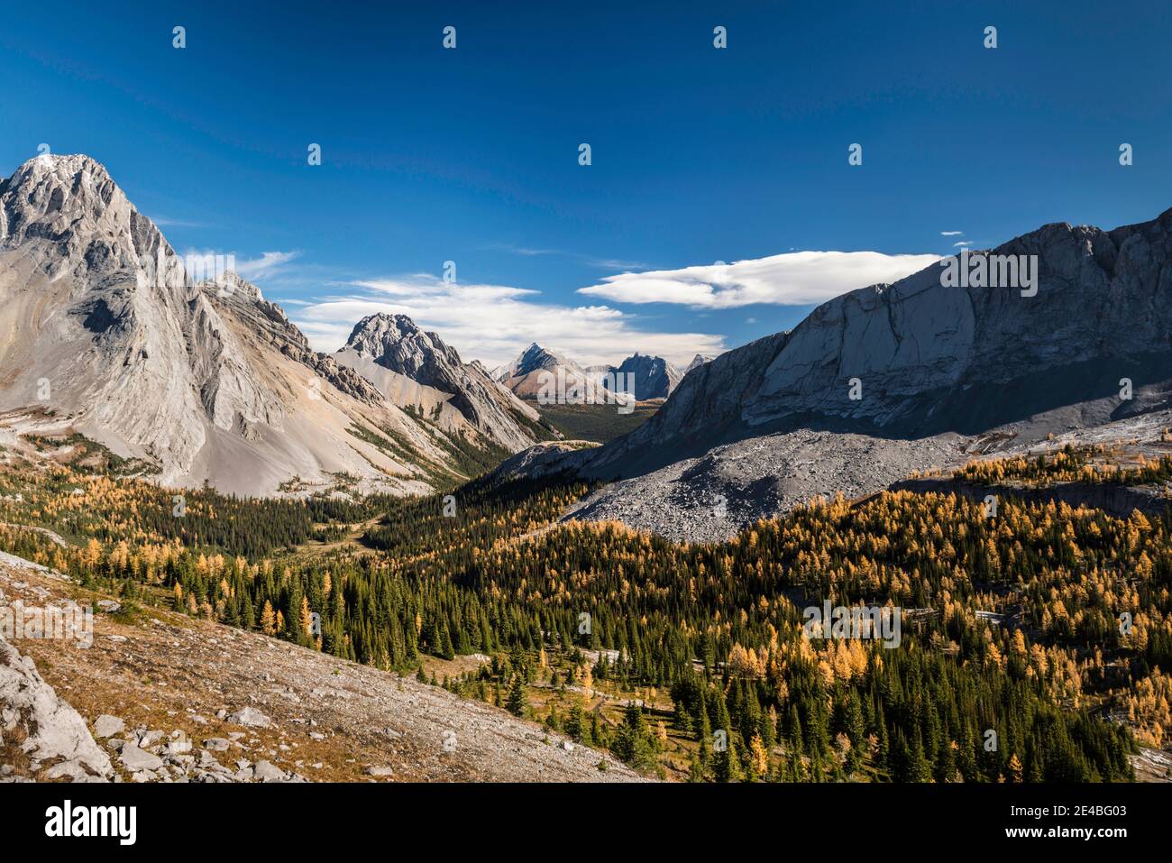 Lärchen im Herbst, Burstall Pass, Mt. Burstall, Rocky Mountains, Alberta, Kanada Stockfoto