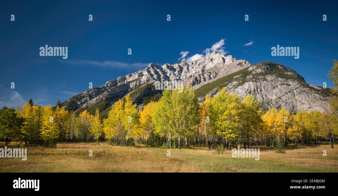 Aspen Bäume im Herbst, Cascade Mountain, Banff National Park, Alberta, Kanada Stockfoto