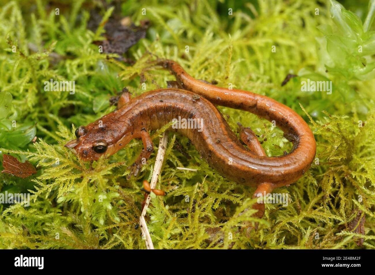 Der seltene Van Dyk-Salamander, Plethodon vandykei aus dem Staat Washington Stockfoto