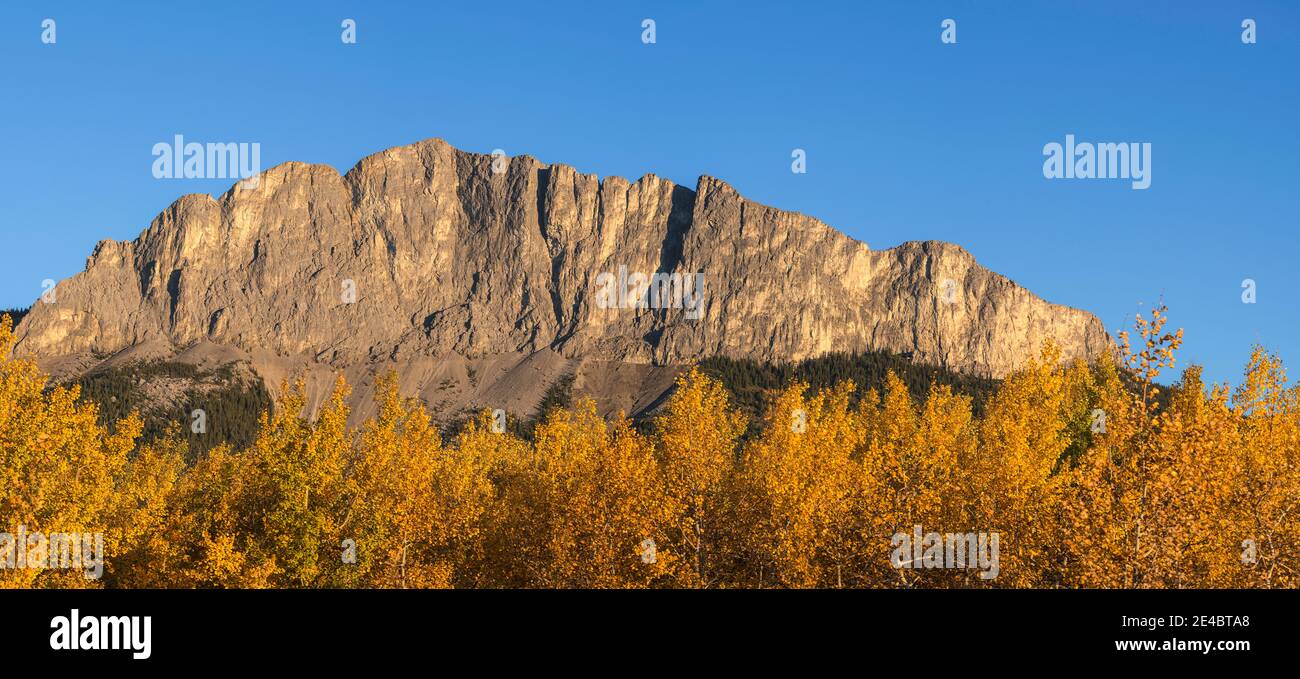Pappelbäume im Herbst, Mount Yamnuska, Kananaskis Country, Alberta, Kanada Stockfoto