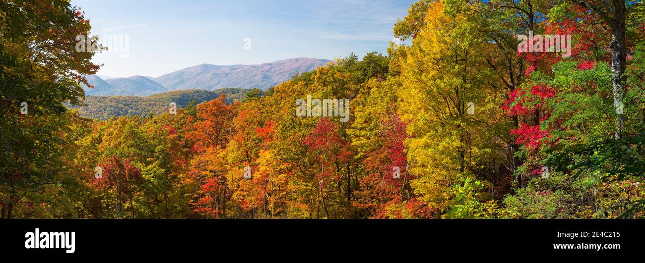 Bäume im Wald, Roaring Fork Motor Nature Trail, Great Smoky Mountains National Park, Tennessee, USA Stockfoto