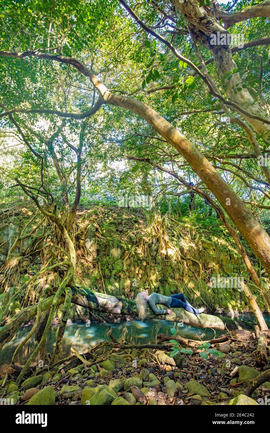 Eine Frau (MR) liegt auf einem umgestürzten Baum neben einem Bach in einem tropischen Dschungel auf der Insel Maui, Hawaii. Stockfoto
