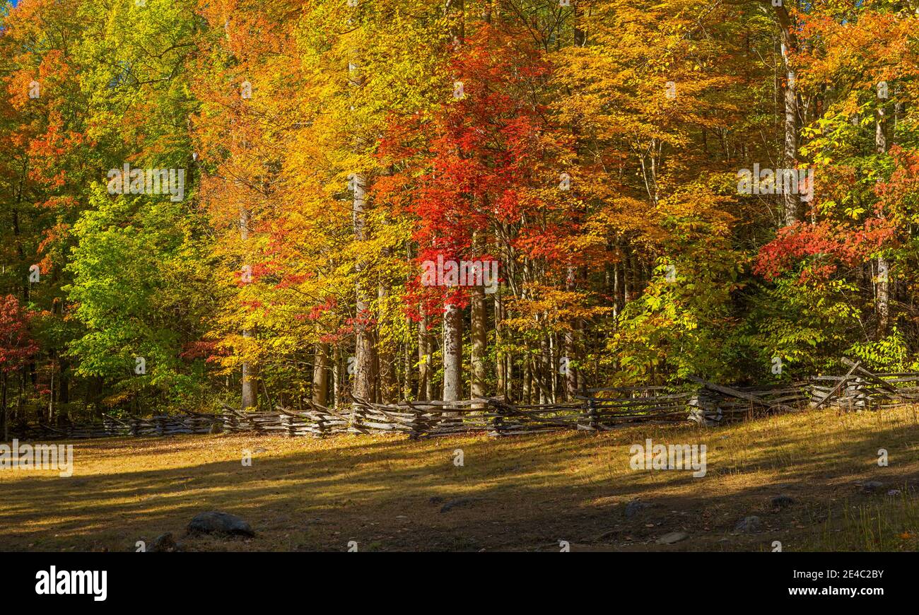 Bäume im Wald, Roaring Fork Motor Nature Trail, Great Smoky Mountains National Park, Tennessee, USA Stockfoto