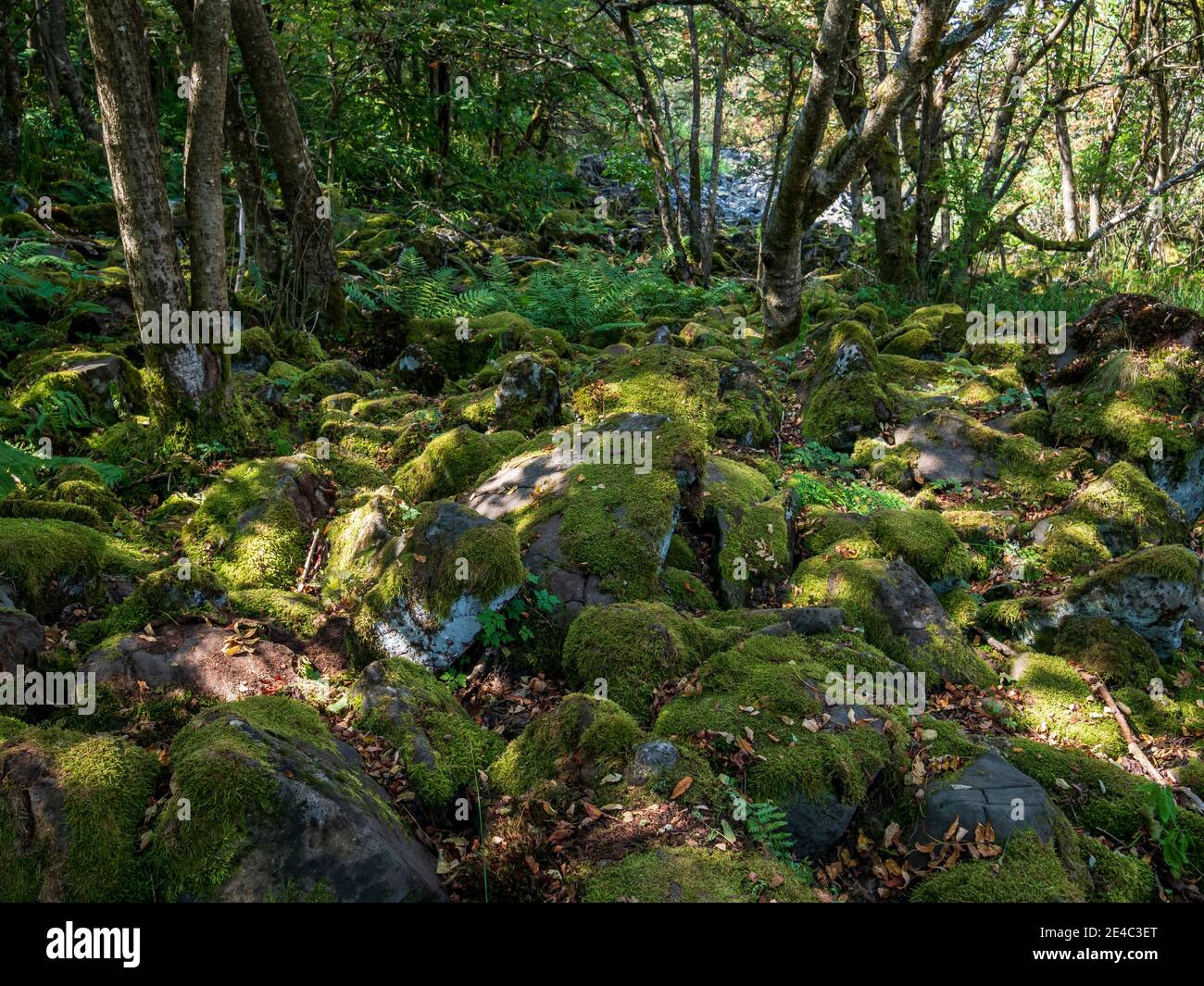Rhön Landschaft am Kreuzberg - der heilige Berg des Frankens - Biosphärenreservat Rhön, Unterfranken, Franken, Bayern, Deutschland Stockfoto